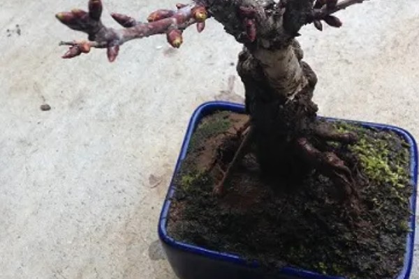樱花盆栽的养殖方法，建议每年春季对其进行换土
