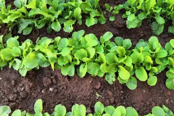 快菜的种植温度与时间，适宜的生长温度为17-20℃