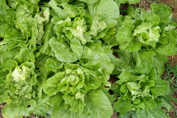 快菜的种植温度与时间，适宜的生长温度为17-20℃