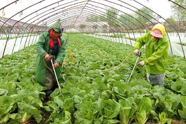 快菜的种植温度与时间，适宜的生长温度为17-20℃