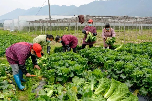 快菜的种植温度与时间，适宜的生长温度为17-20℃