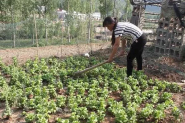 快菜的种植温度与时间，适宜的生长温度为17-20℃