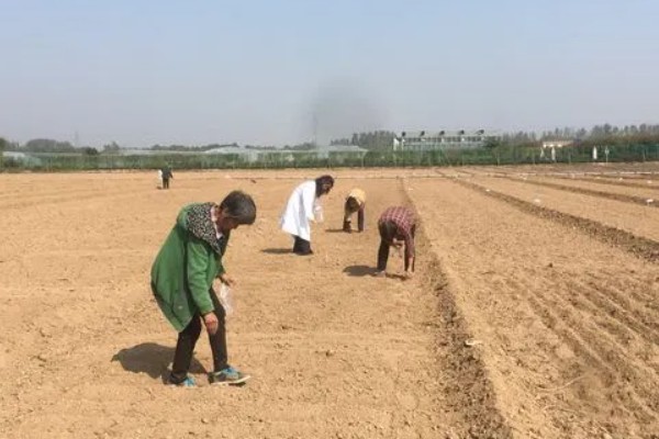 快菜的种植温度与时间，适宜的生长温度为17-20℃