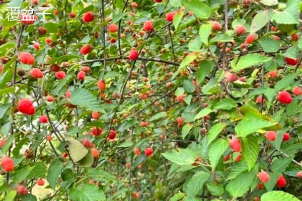 覆盆子与树莓的区别，叶片、茎秆、花朵等方面均不同