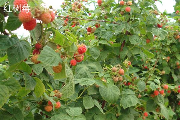覆盆子与树莓的区别，叶片、茎秆、花朵等方面均不同