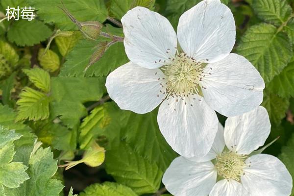 覆盆子与树莓的区别，叶片、茎秆、花朵等方面均不同
