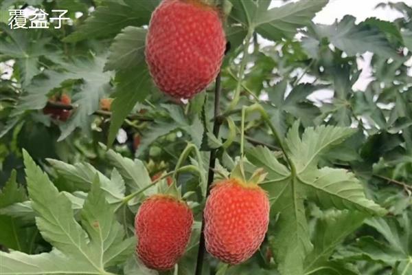 覆盆子与树莓的区别，叶片、茎秆、花朵等方面均不同