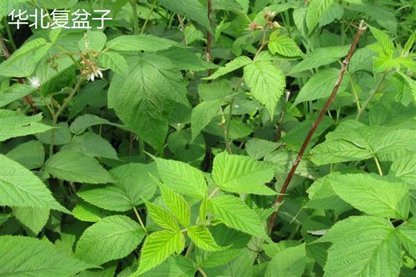 覆盆子与树莓的区别，叶片、茎秆、花朵等方面均不同