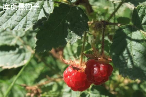 覆盆子与树莓的区别，叶片、茎秆、花朵等方面均不同
