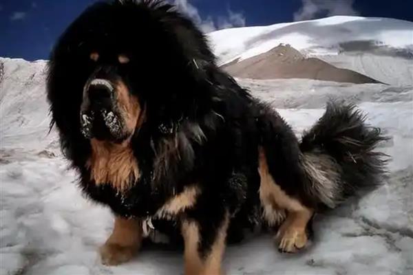 中国有哪些禁犬，常见的有藏獒、德国牧羊犬等