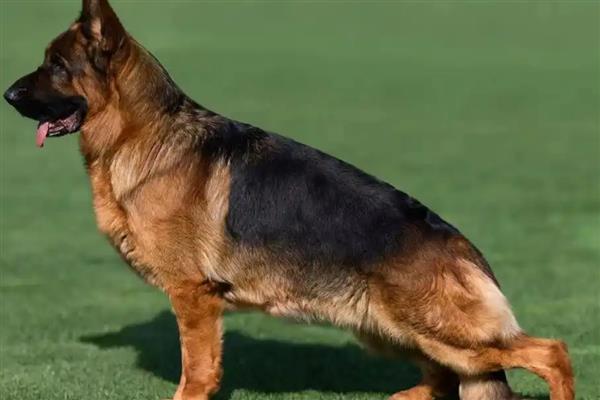 中国有哪些禁犬，常见的有藏獒、德国牧羊犬等