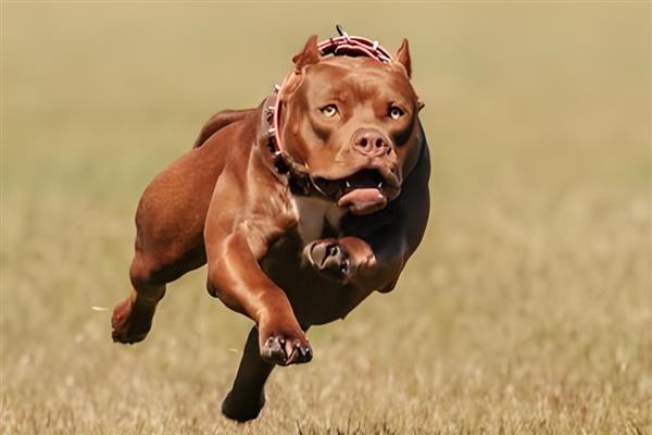 中国有哪些禁犬，常见的有藏獒、德国牧羊犬等