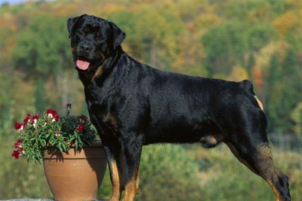 中国有哪些禁犬，常见的有藏獒、德国牧羊犬等