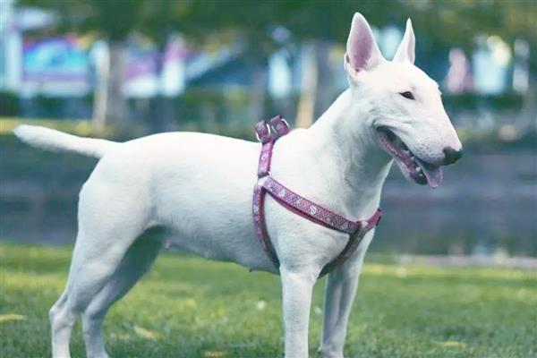 中国有哪些禁犬，常见的有藏獒、德国牧羊犬等
