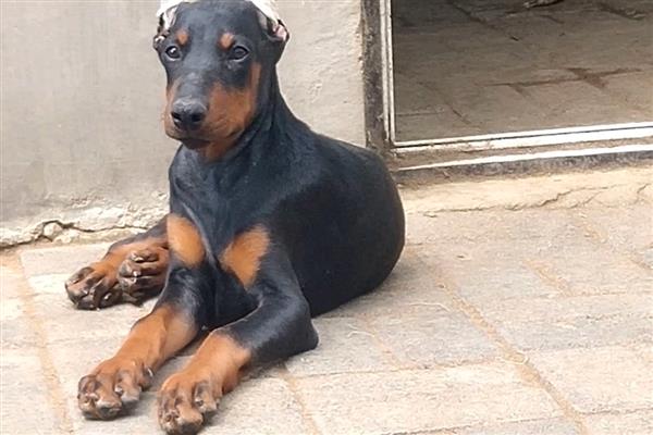 中国有哪些禁犬，常见的有藏獒、德国牧羊犬等