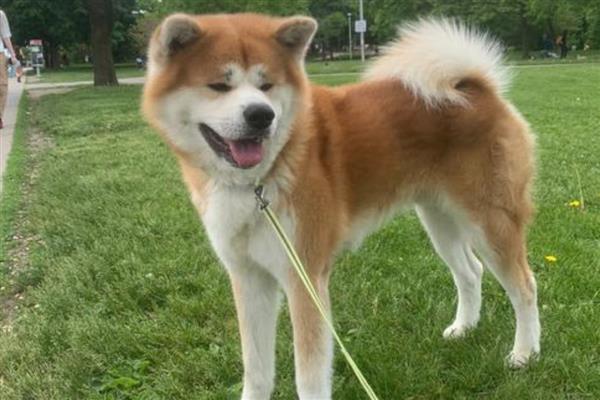 中国有哪些禁犬，常见的有藏獒、德国牧羊犬等