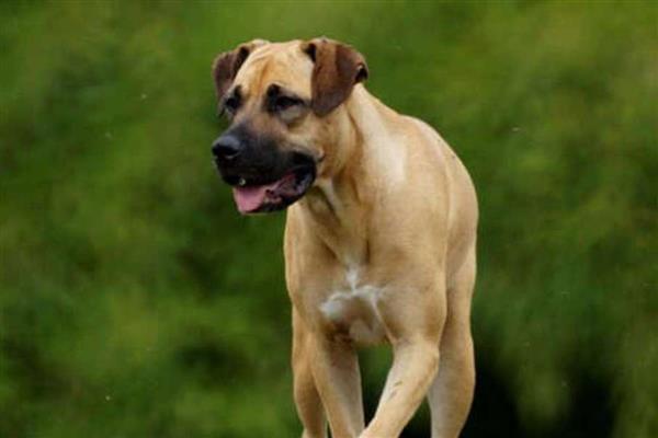 中国有哪些禁犬，常见的有藏獒、德国牧羊犬等