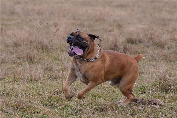 中国有哪些禁犬，常见的有藏獒、德国牧羊犬等
