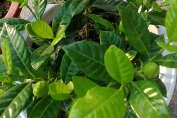 栀子花为什么会掉花苞，可能是长期在室内养殖所致