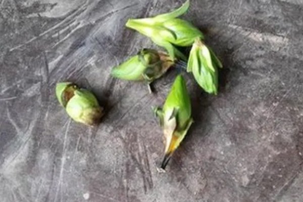 栀子花为什么会掉花苞，可能是长期在室内养殖所致