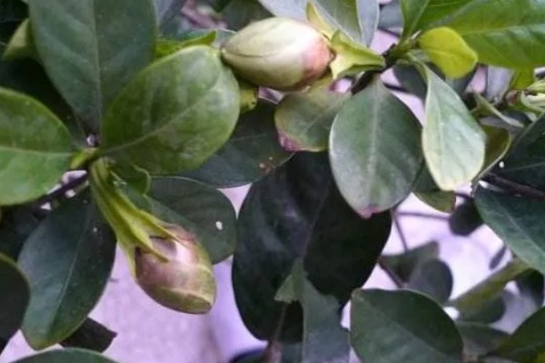 栀子花为什么会掉花苞，可能是长期在室内养殖所致