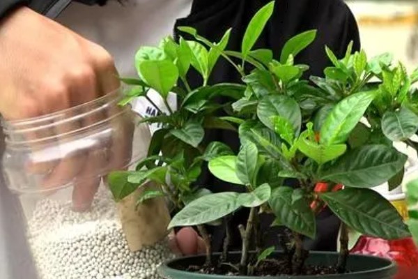 栀子花为什么会掉花苞，可能是长期在室内养殖所致