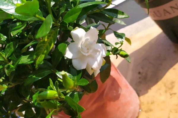 栀子花为什么会掉花苞，可能是长期在室内养殖所致