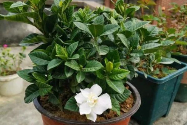 栀子花为什么会掉花苞，可能是长期在室内养殖所致