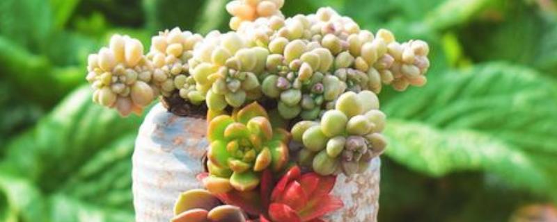 缺口花盆怎么种才能不掉土，先要用土壤填补缺口下端