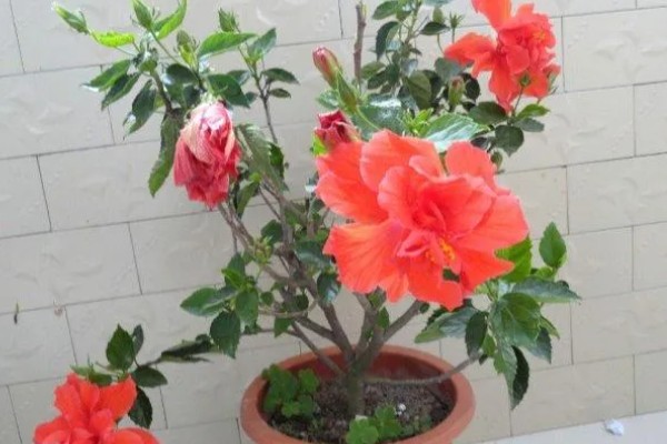 朱槿花怎么养才可以开花，需要保证充足的阳光