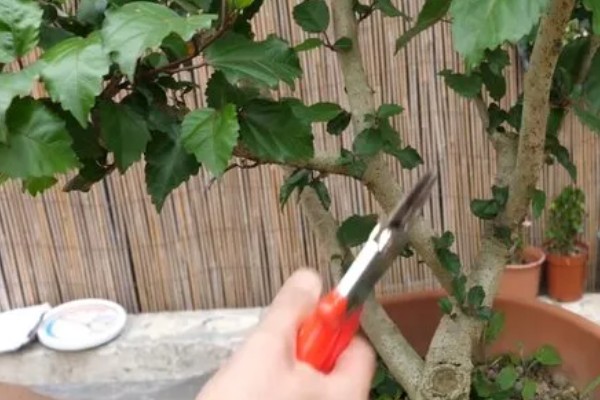 朱槿花怎么养才可以开花，需要保证充足的阳光