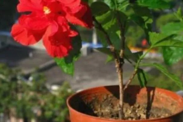 朱槿花怎么养才可以开花，需要保证充足的阳光