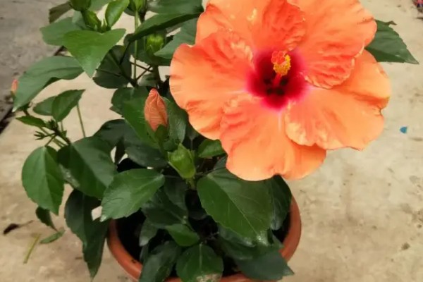 朱槿花怎么养才可以开花，需要保证充足的阳光