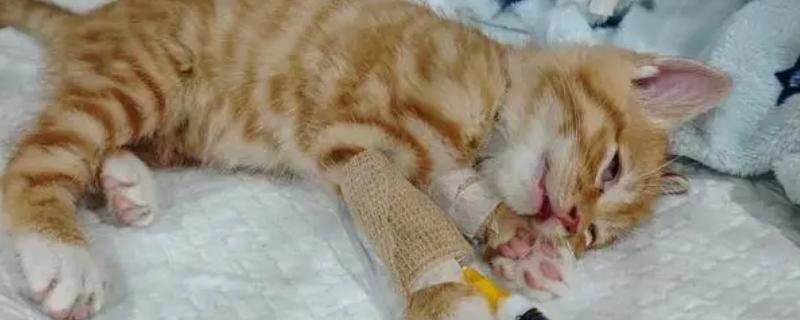 猫咪身上有虱子如何处理，数量较多可连用2-3周体外驱虫药