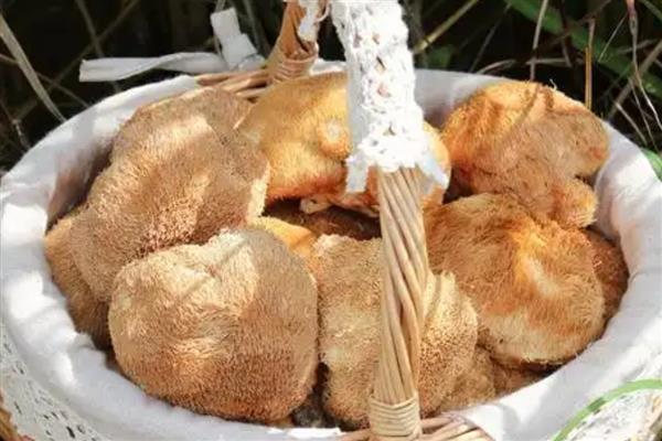 猴头菇的产地，野生猴头菇多产于东北三省