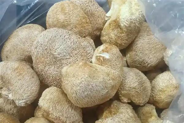 猴头菇的产地，野生猴头菇多产于东北三省