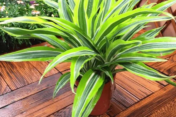 巴西美人有没有毒，本身没有任何毒性