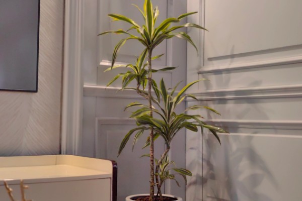 巴西美人有没有毒，本身没有任何毒性