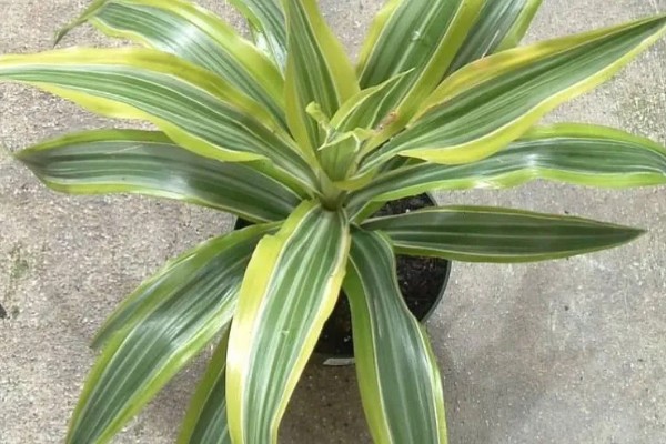 巴西美人有没有毒，本身没有任何毒性