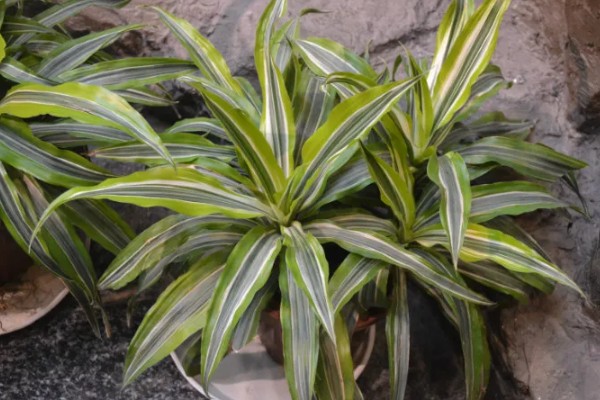 巴西美人有没有毒，本身没有任何毒性