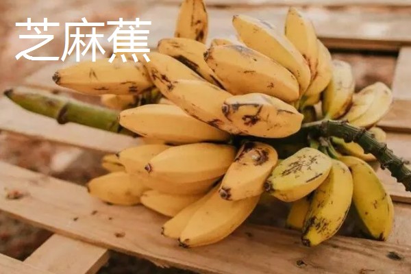 芝麻蕉产于哪里，分布在广东、海南和云南