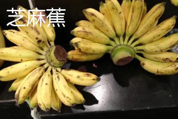 芝麻蕉产于哪里，分布在广东、海南和云南