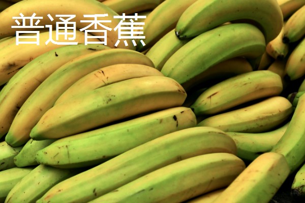 芝麻蕉产于哪里，分布在广东、海南和云南