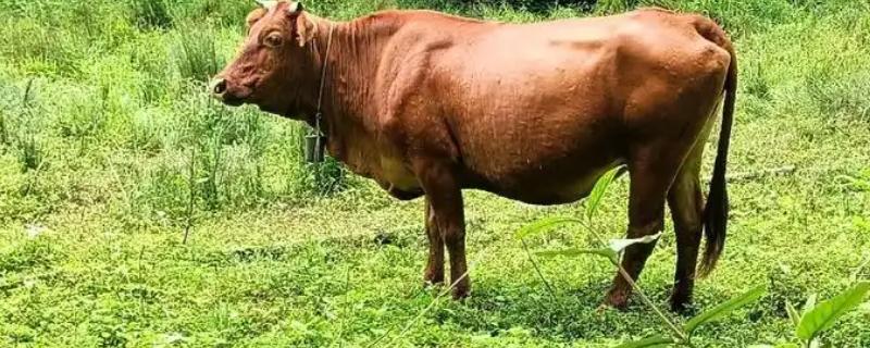 800斤土黄牛能出多少肉，一般可以产出320斤左右牛肉
