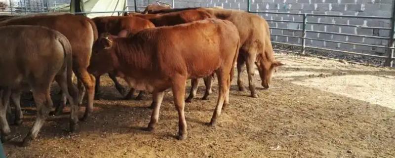 选购黄牛苗的方法，年龄以1.5-2岁或15-21月龄为宜