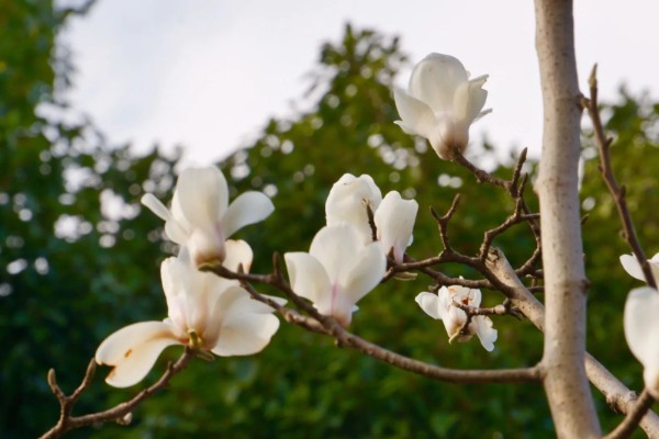 白玉兰花的开花时间，白兰一般在4-9月开花