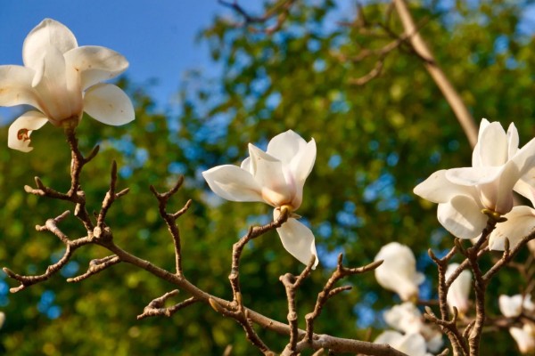 白玉兰花的开花时间，白兰一般在4-9月开花