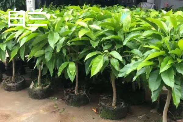 白玉兰花的开花时间，白兰一般在4-9月开花