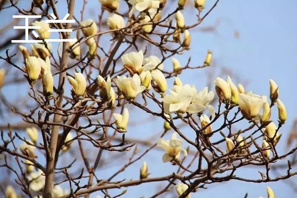 白玉兰花的开花时间，白兰一般在4-9月开花
