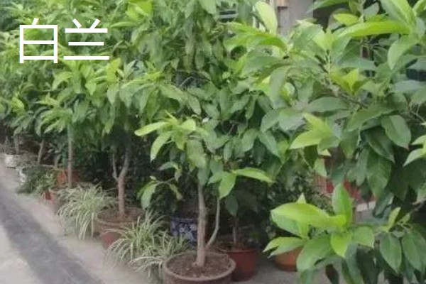 白玉兰花的开花时间，白兰一般在4-9月开花